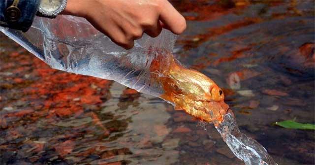 Mẹo vặt chơi bắn cá online